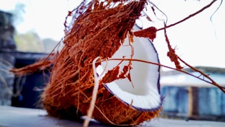 A close-up of a cracked open coconut with its fibrous husk and white flesh exposed. The background is blurred, suggesting an outdoor setting.