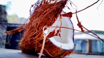 A close-up of a cracked open coconut with its fibrous husk and white flesh exposed. The background is blurred, suggesting an outdoor setting.