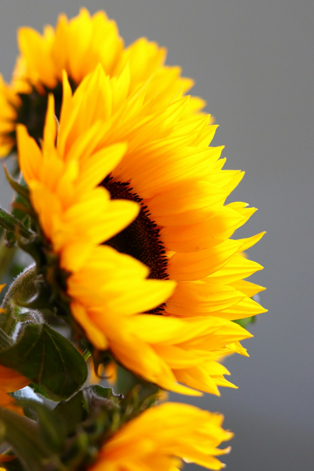 yellow sunflowers