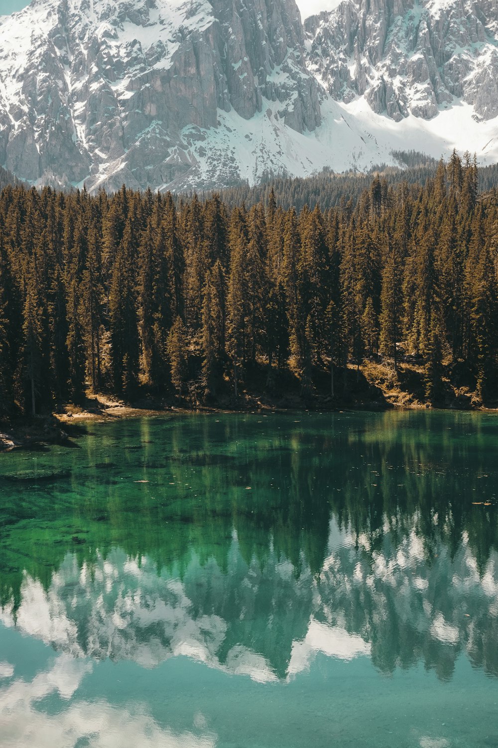 green pine trees near body of water