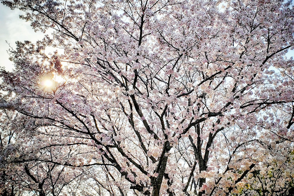 cherry blossom tree