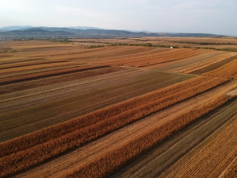 A wide view of cultivated farmland ready for harvest.