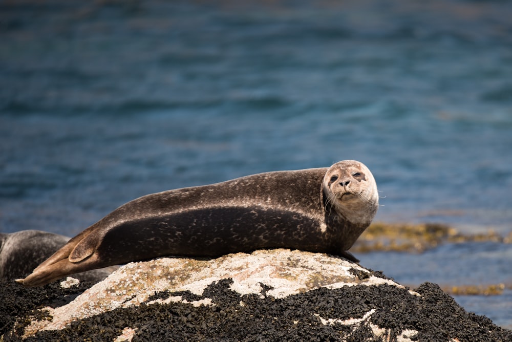 black seal on resting rock