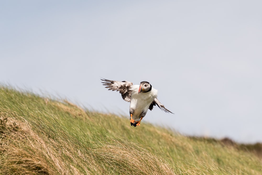 puffin bird flying near tall grasses