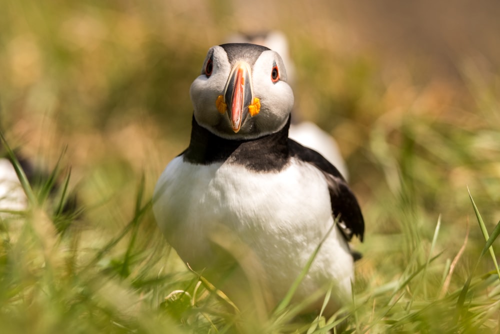 white and black bird