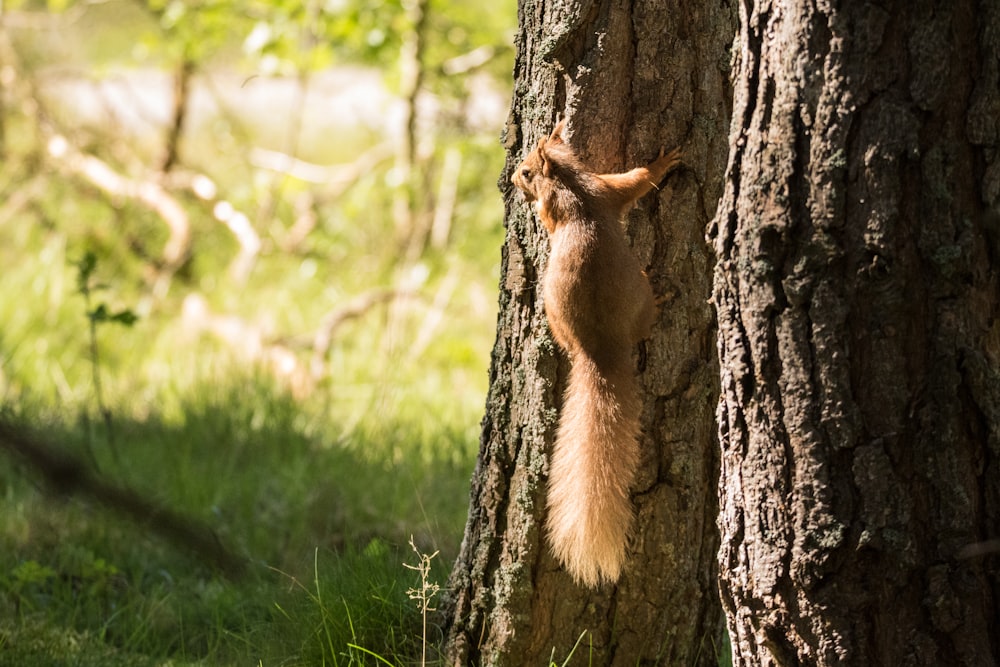 brown squirrel climbing on tree trunk