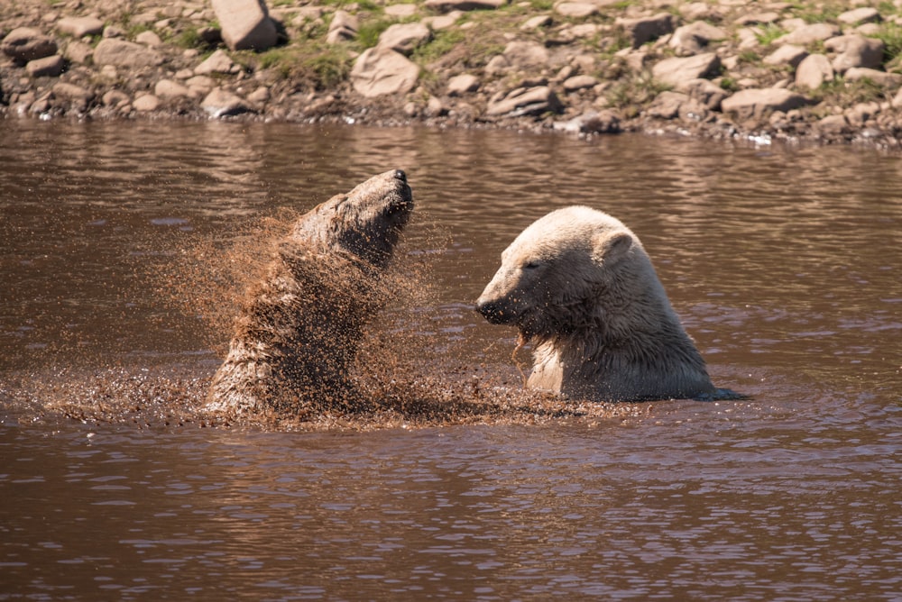 two polar bears bathing in mud