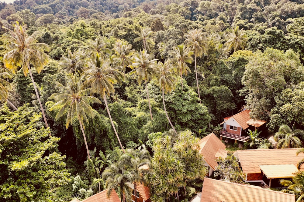 brown houses on forest