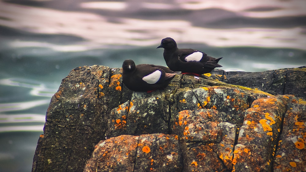 two black birds