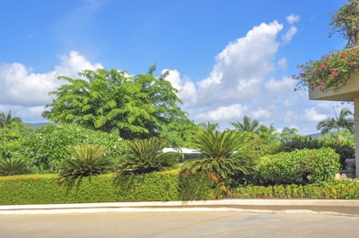 Lush green plants and bushes adorn a landscaped garden, with a variety of foliage including large trees and neatly trimmed hedges. The sky is bright blue with fluffy white clouds, and a building corner with hanging flowers is visible.