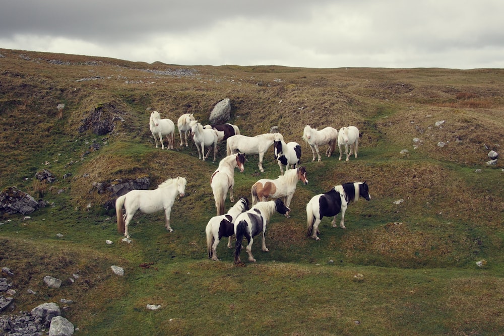 herd of horses standing on ground