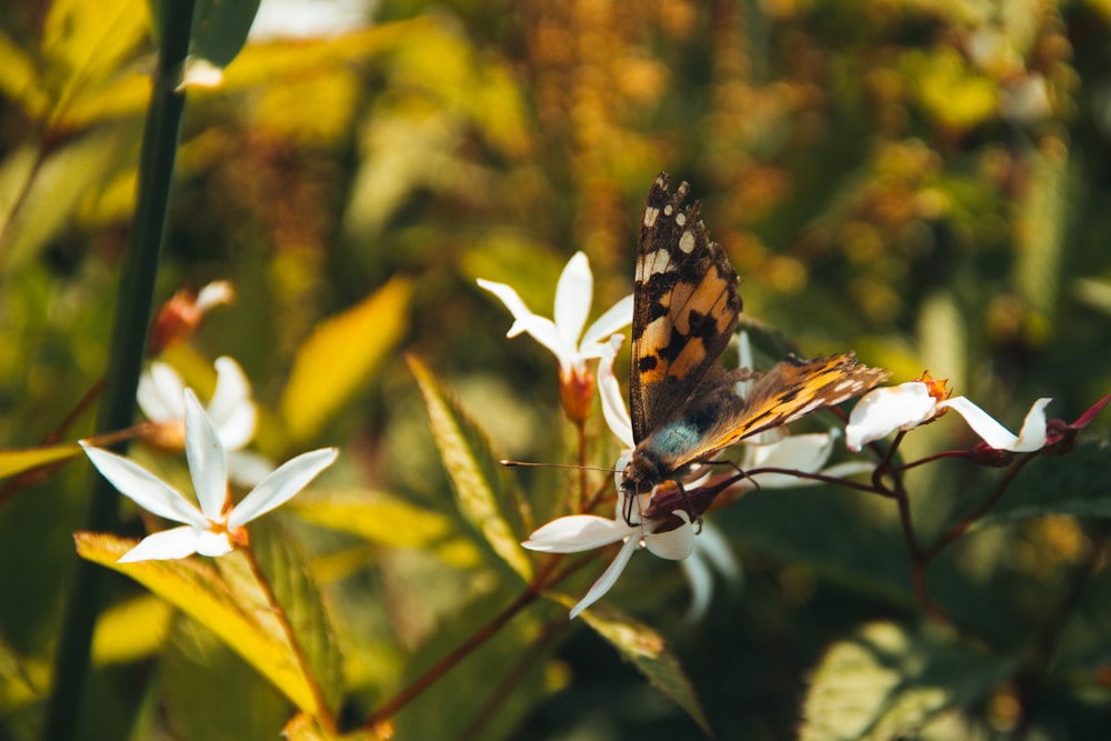 selective focus photography of butterfly