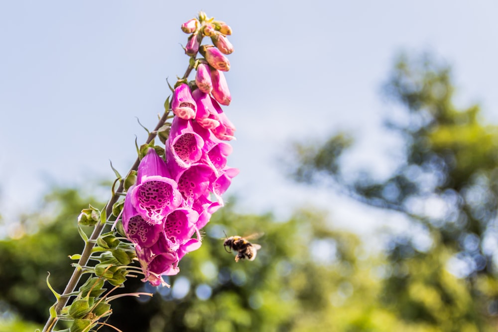 view of pink foxgloves beside bee