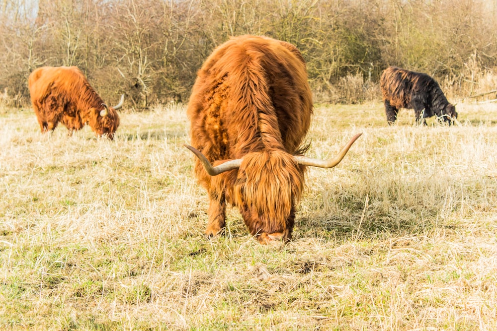 three brown boar on grass