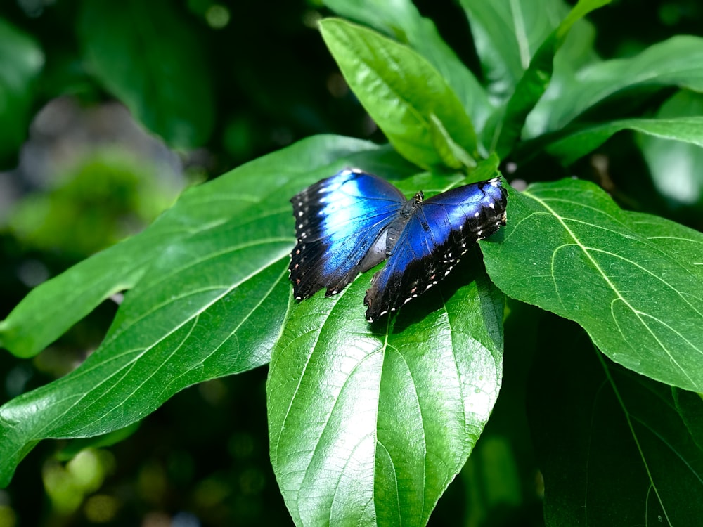 selective focus photography of blue butterfly