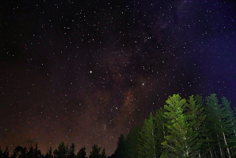 low-angle photography of trees under galaxy