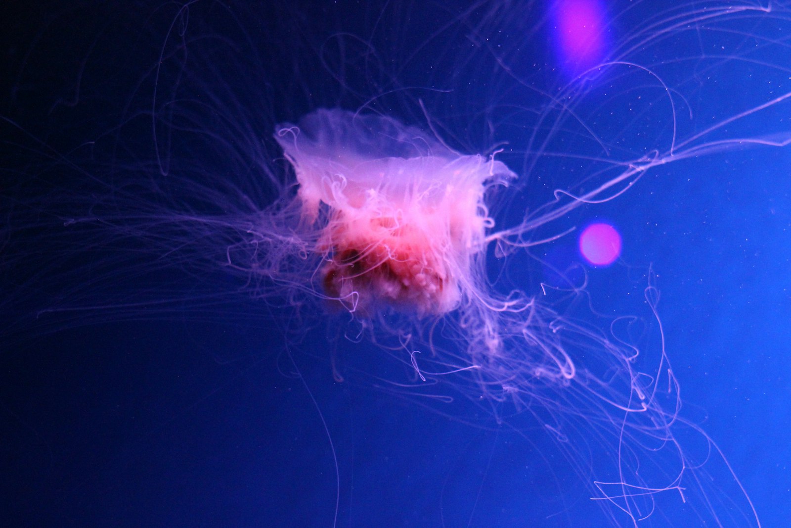Canon EOS 600D (Rebel EOS T3i / EOS Kiss X5) + Canon EF 35-80mm f/4-5.6 sample photo. Pink jelly fish swimming photography
