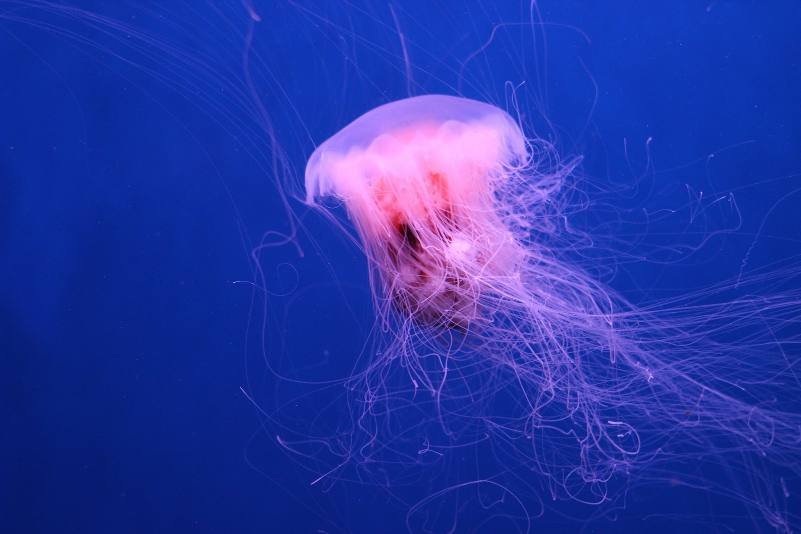 Canon EOS 600D (Rebel EOS T3i / EOS Kiss X5) + Canon EF 35-80mm f/4-5.6 sample photo. Jellyfish underwater photography