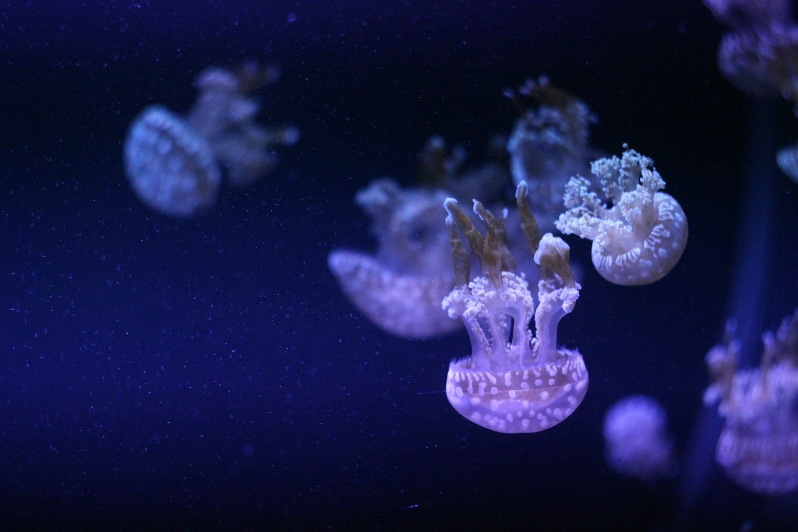 Canon EOS 600D (Rebel EOS T3i / EOS Kiss X5) + Canon EF 35-80mm f/4-5.6 sample photo. Group of jellyfish photography
