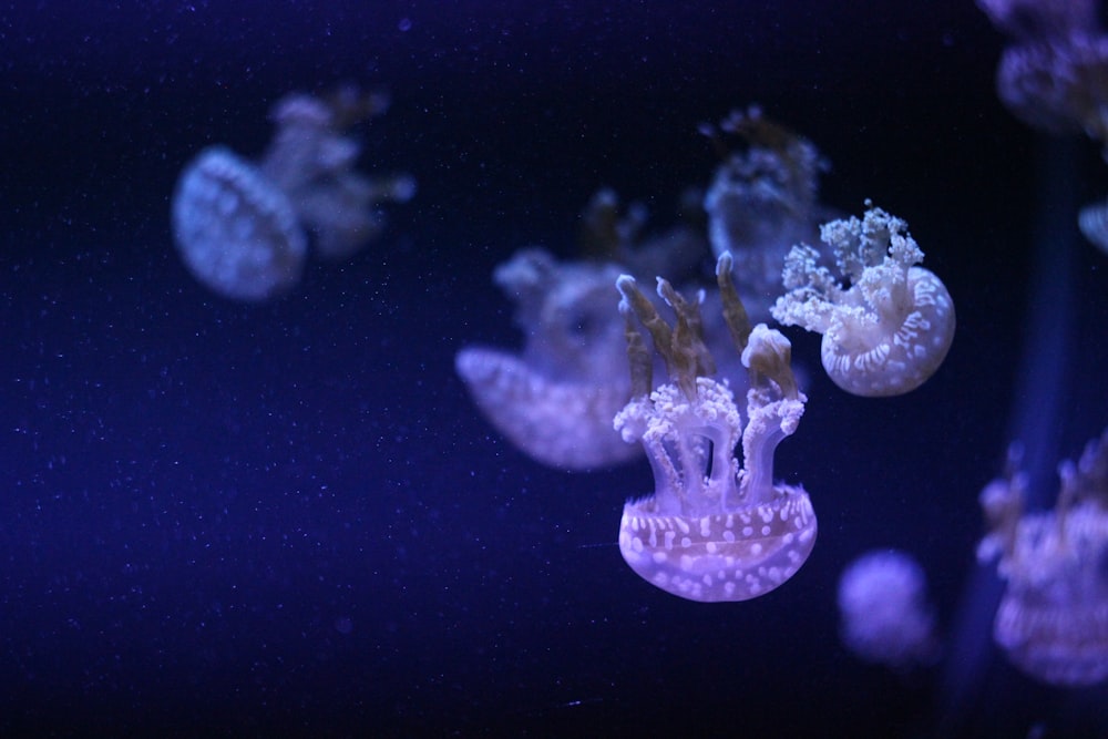 group of jellyfish