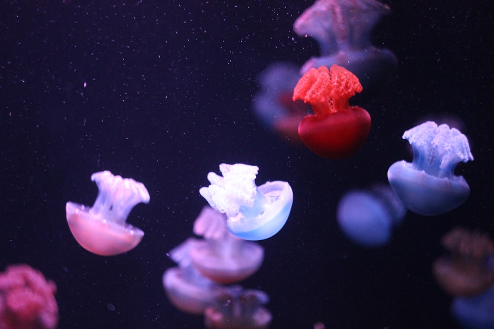 jellyfish underwater