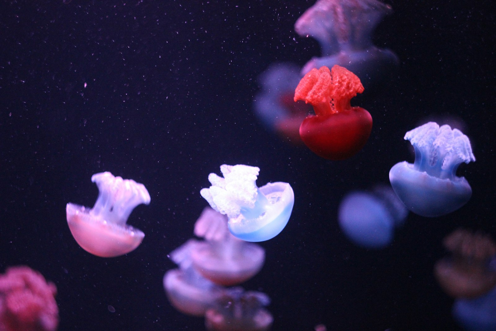 Canon EOS 600D (Rebel EOS T3i / EOS Kiss X5) + Canon EF 35-80mm f/4-5.6 sample photo. Jellyfish underwater photography