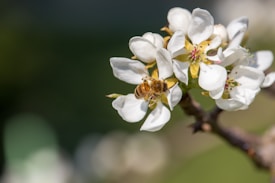 A honeybee is perched on a cluster of white blossoms, gathering nectar from the flowers. The background is out of focus, emphasizing the bee and petals in the foreground.