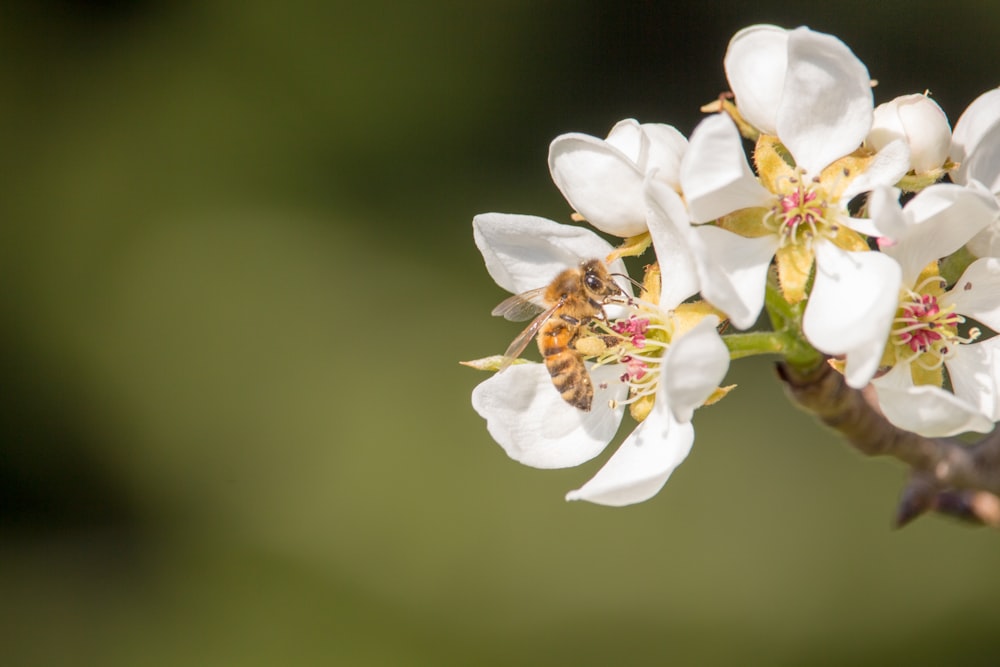 white petaled flowers