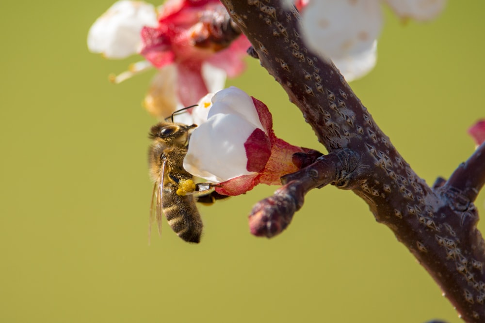 bee on white cherry blossom