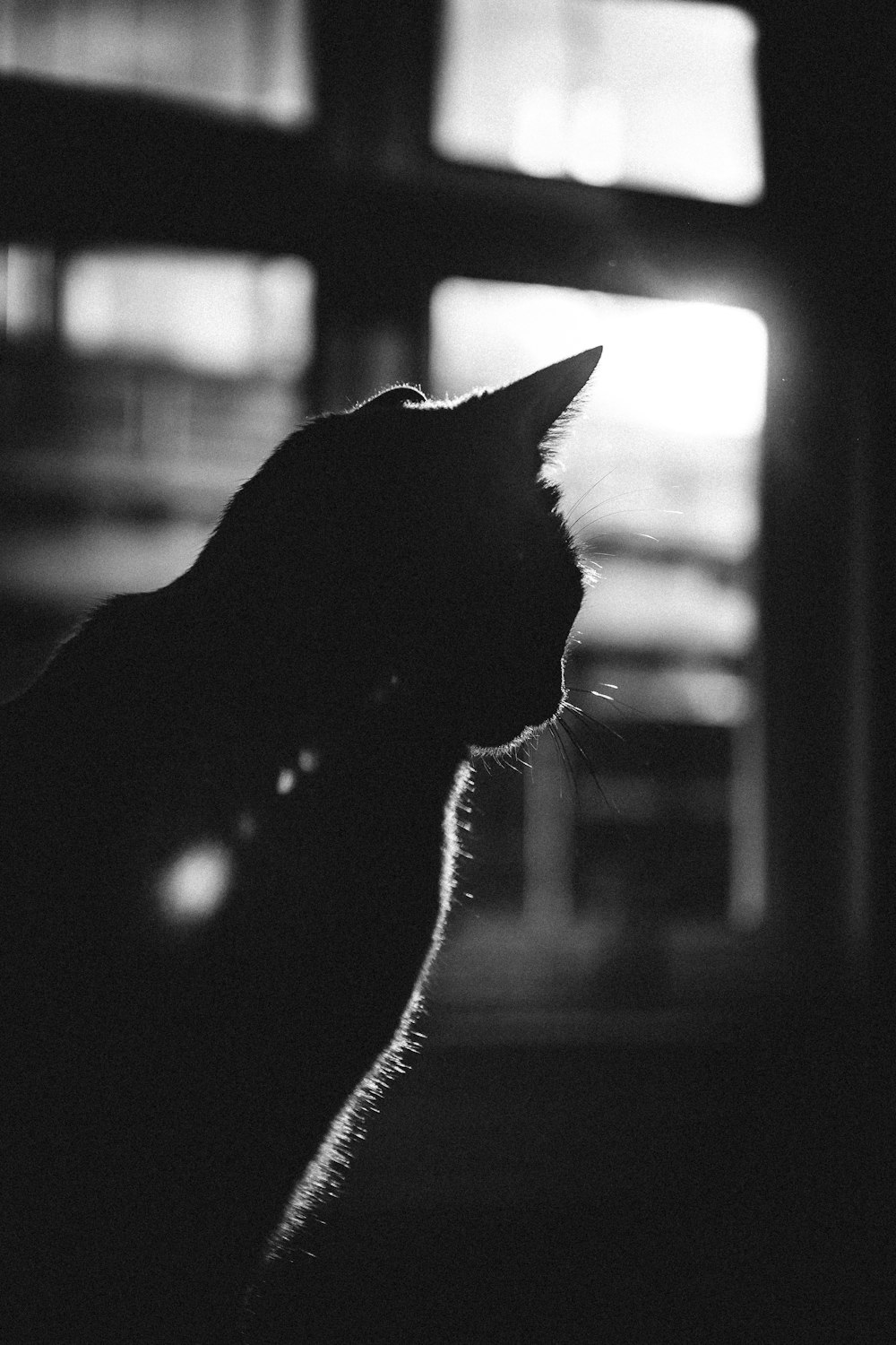 silhouette of cat near window