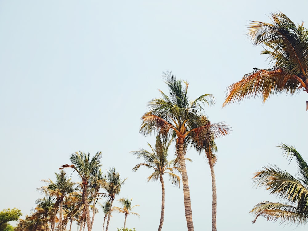 coconut trees during daytime