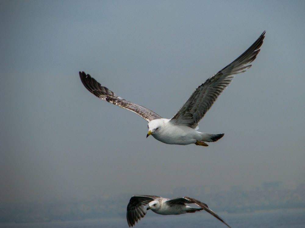 two white and brown birds in flight