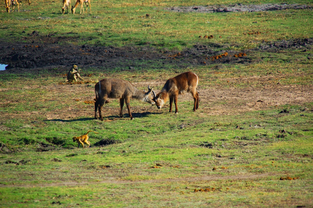 Plain photo spot River Rd Botswana