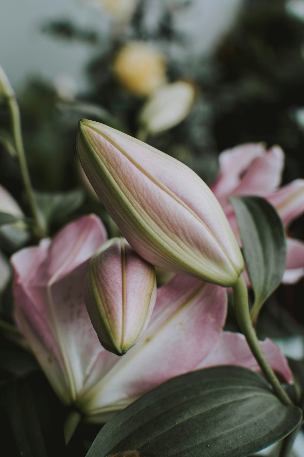 selective focus photography of pink flowers