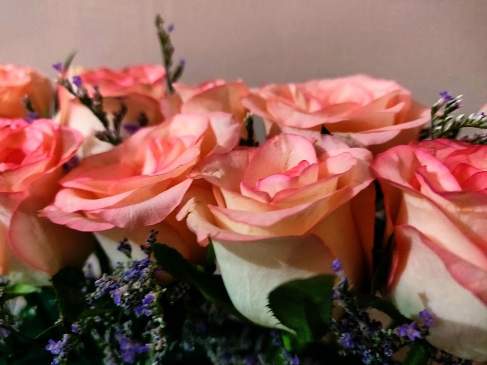 pink rose flowers on focus photography