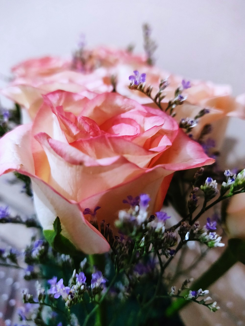 pink rose flowers