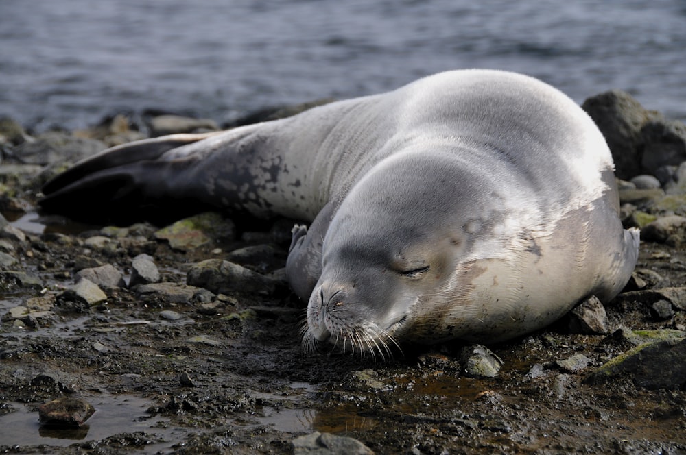 Um filhote de foca caranguejeira em repouso.