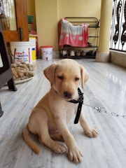 A young Labrador puppy with a light tan coat sits on a marble floor. The puppy is wearing a black collar and is attached to a leash. In the background, there are several household items including a bucket with 'FIXO paints' written on it, stacked shoes, and a metal rack holding a pink towel with white flower designs.