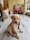 A young Labrador puppy with a light tan coat sits on a marble floor. The puppy is wearing a black collar and is attached to a leash. In the background, there are several household items including a bucket with 'FIXO paints' written on it, stacked shoes, and a metal rack holding a pink towel with white flower designs.