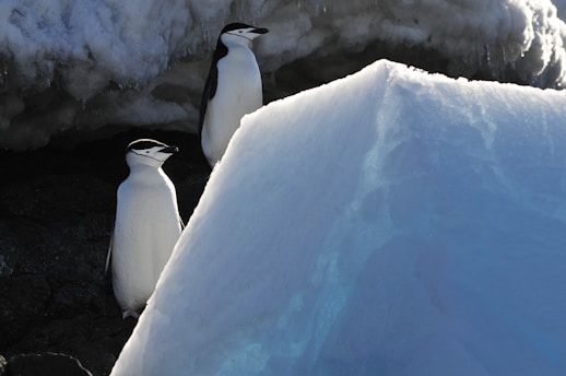 Two penguins stand on a snowy surface with a large snow-covered rock formation beside them. The shadows and lighting suggest a cold, polar environment.