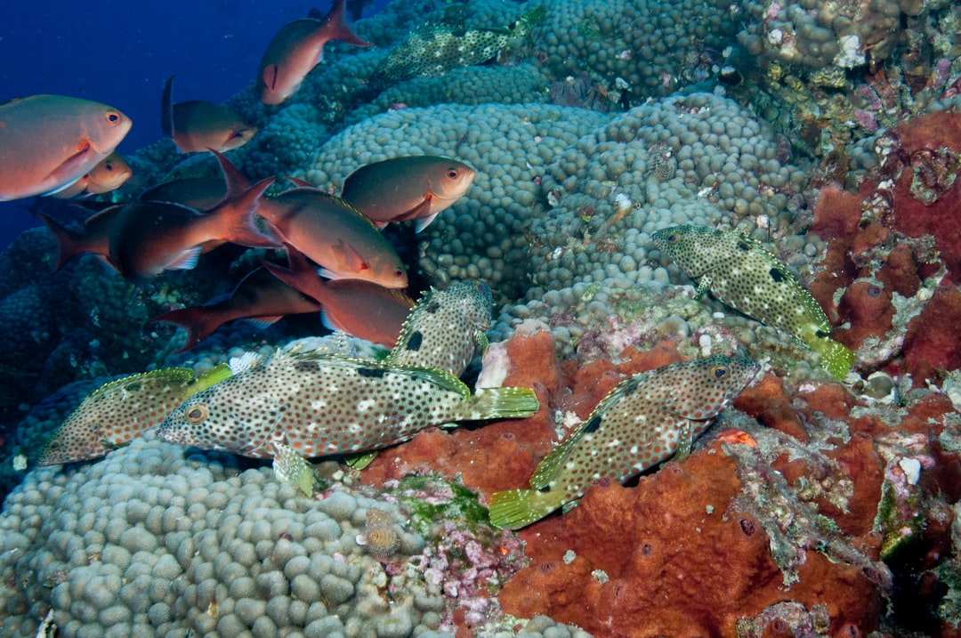 gray and red fish lot