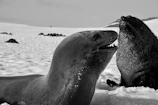 Curious travelers bundled up, watching playful seals on a snowy shore.