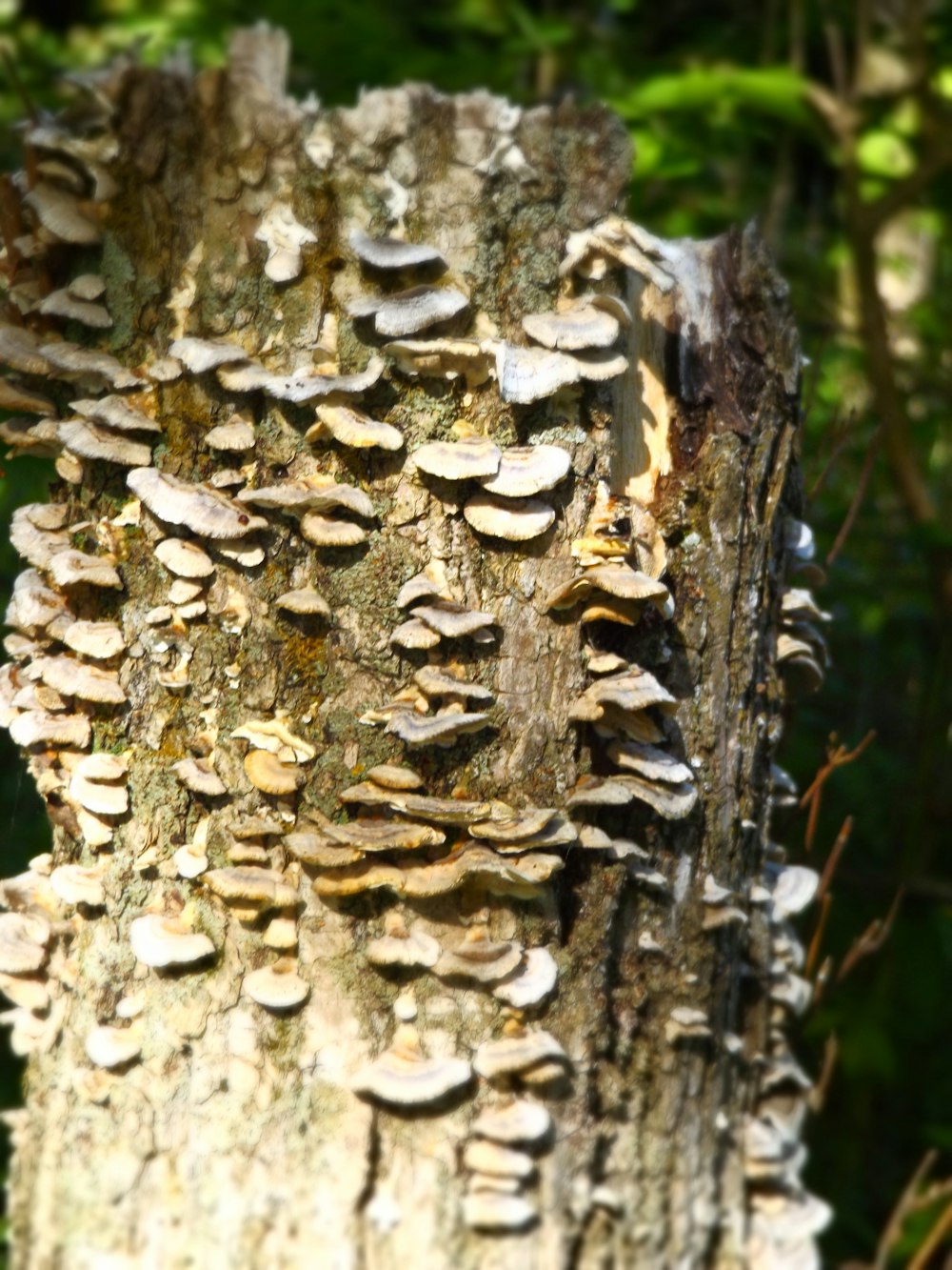 white fungi growing on tree trunk