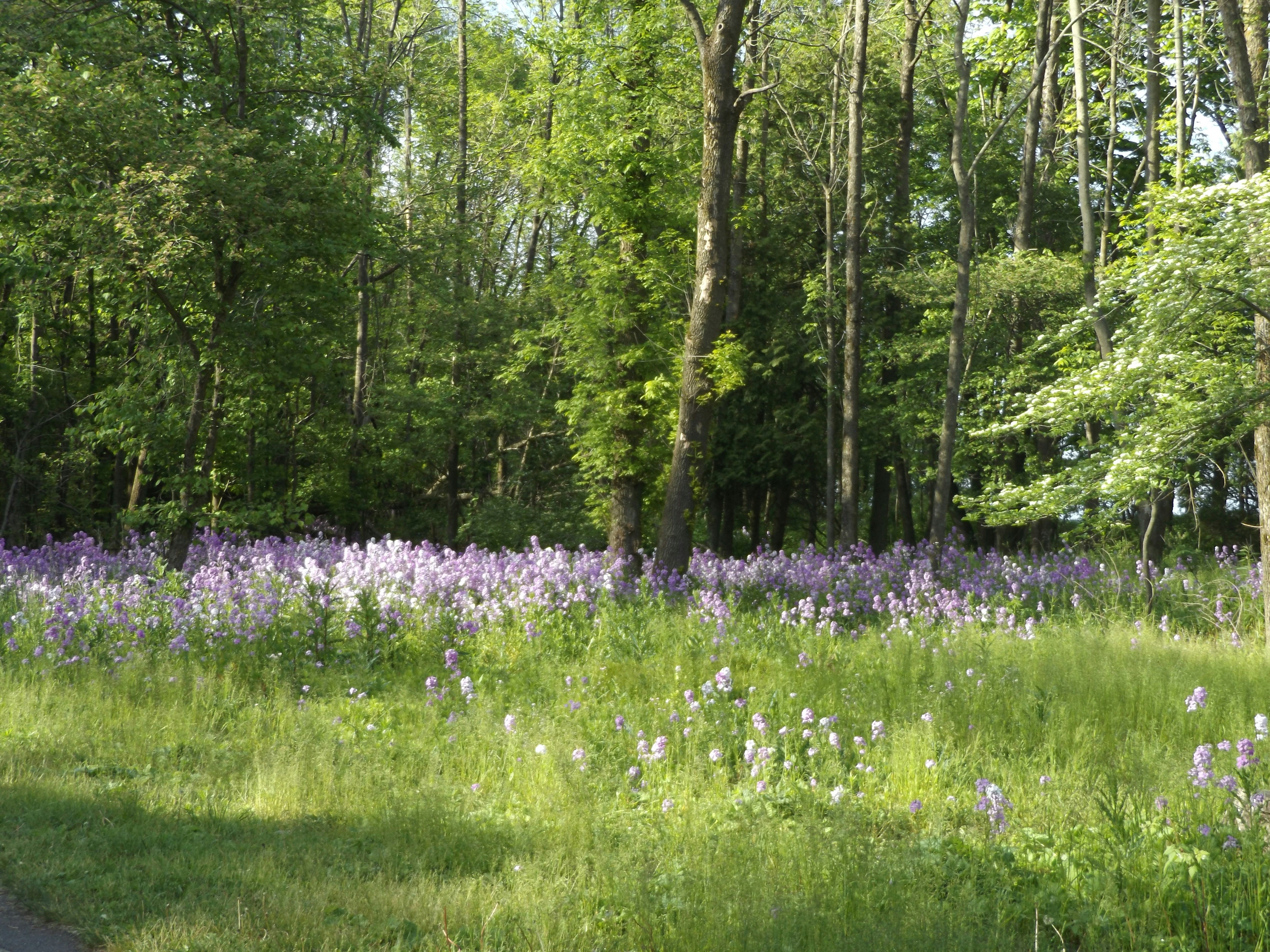 Sunlit meadow bursting with purple wildflowers along a forest edge, captured as a tranquil landscape photograph. The composition emphasizes depth and natural color.
