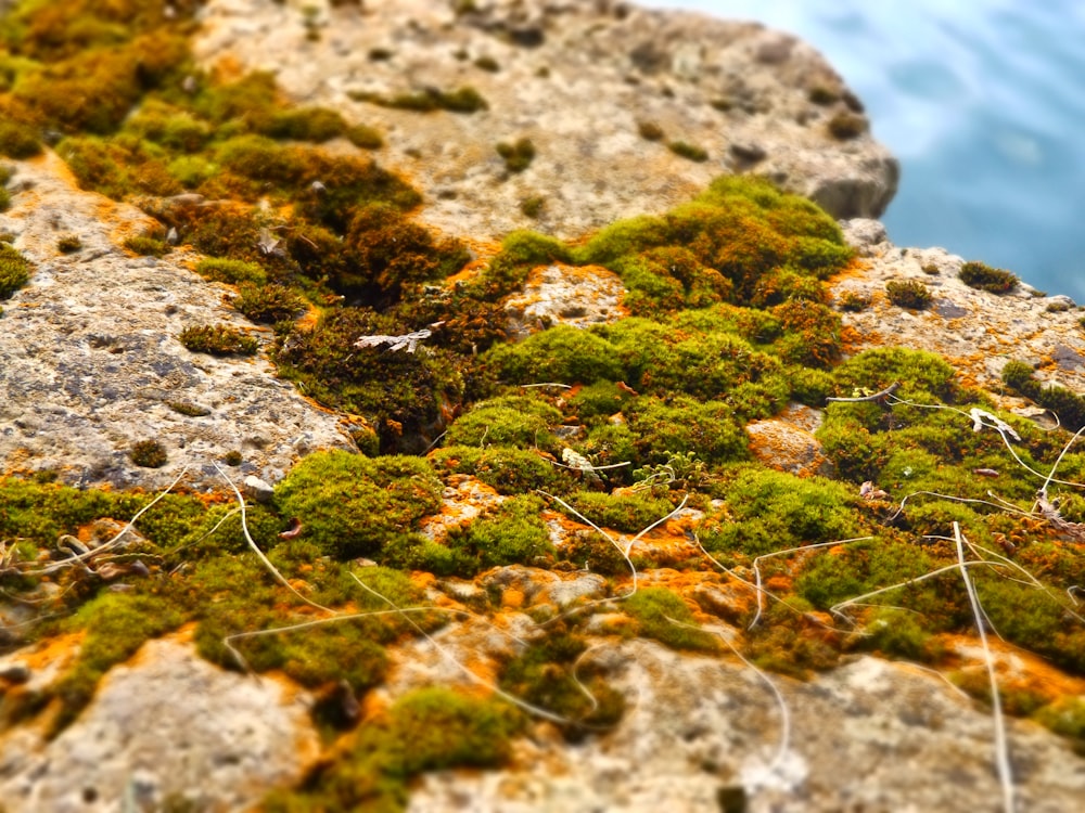 녹색 이끼로 덮인 바위