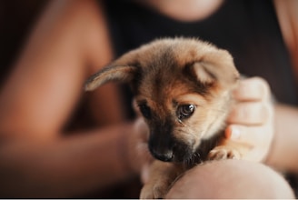 A small, adorable puppy is being gently held by a person's hands. The puppy has a light brown coat with a darker muzzle and ears, and it looks intently towards the camera with wide, expressive eyes. The setting is softly lit, creating a warm and cozy atmosphere.