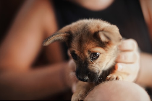 A small, adorable puppy is being gently held by a person's hands. The puppy has a light brown coat with a darker muzzle and ears, and it looks intently towards the camera with wide, expressive eyes. The setting is softly lit, creating a warm and cozy atmosphere.