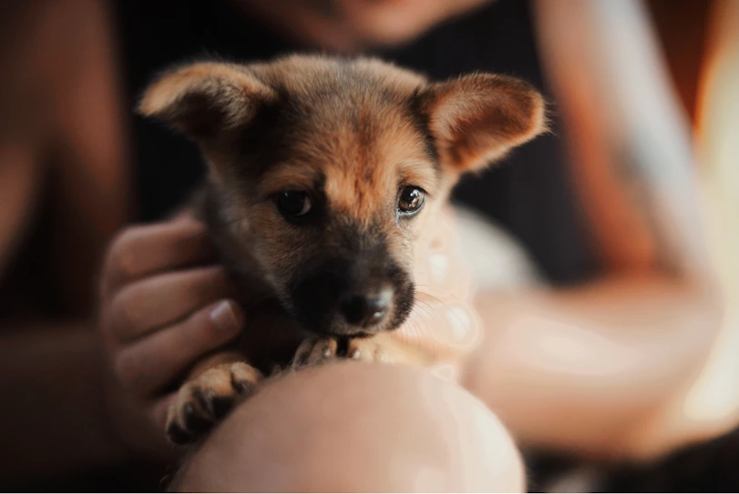 short-coated brown puppy
