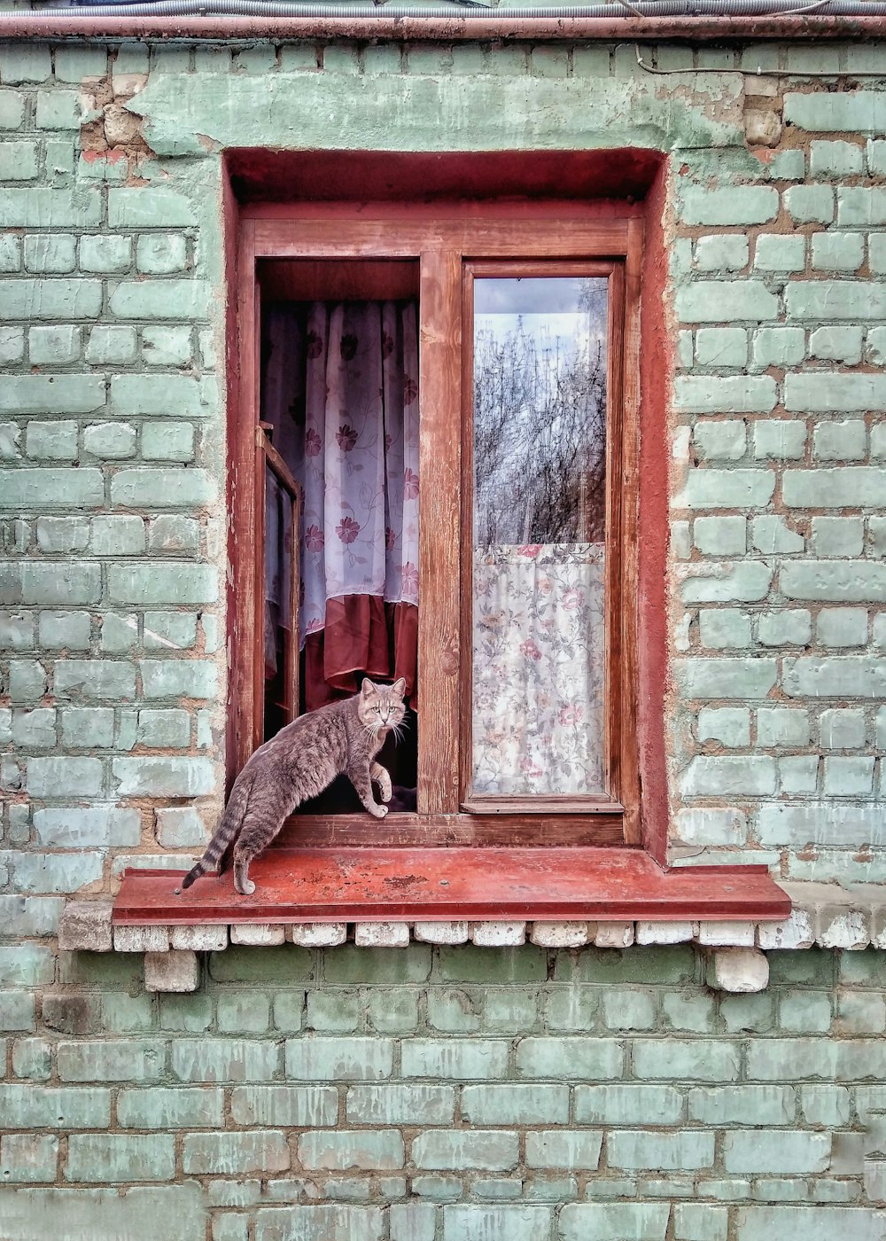 gray tabby cat on a brown window