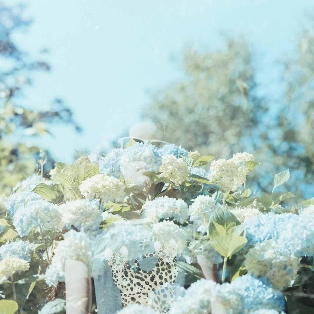 blue and white hydrangea flower